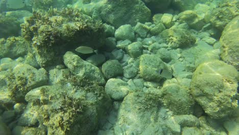 Mittelmeerwunder-Unter-Wasser:-Bunte-Fische-Gleiten-In-Einer-Faszinierenden-Filmexpedition-Unter-Den-Wellen-Durch-Die-Felsige-Unterwasserlandschaft