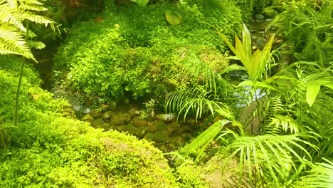 Lush-Green-Moss-Growing-on-Rocks-with-Wild-Green-Plants-Around-a-Small-Pebbled-Pond-with-Water-Reflection
