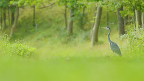 Tilt-up-shot-of-Grey-heron-taking-flight-in-nature,-Oranjezon-Nature-Reserve
