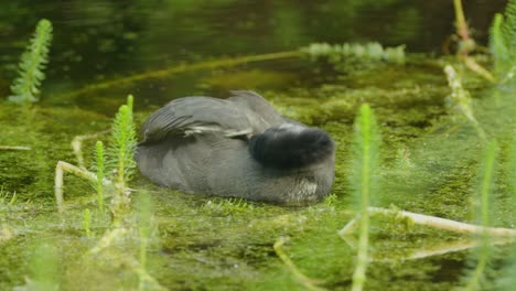 Close-up-of-juvenile-common-coot-grooming-its-wings-while-in-water