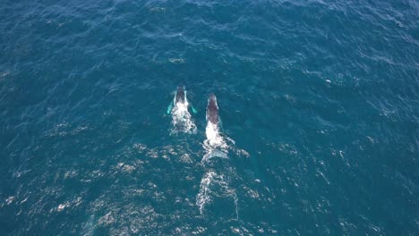 Ballenas-Jorobadas-Nadando-Y-Saltando-En-El-Mar