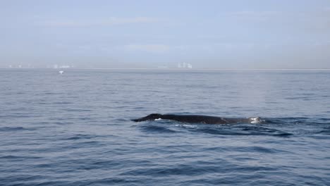 Migration-of-Humpback-whales-along-the-coastline-close-to-a-city-skyline-backdrop