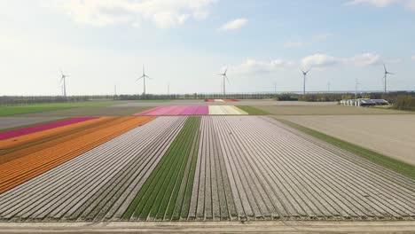 Drone-pull-out-movement-from-colorful-tulip-field-with-wind-turbines-in-the-background
