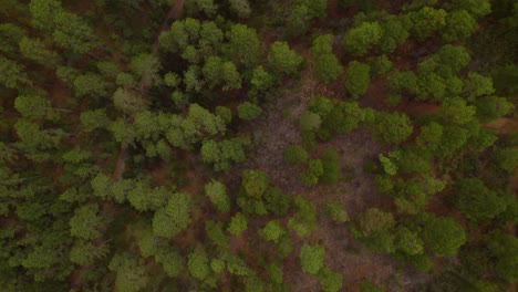 Drone-footage-of-a-national-park-full-of-pine-trees