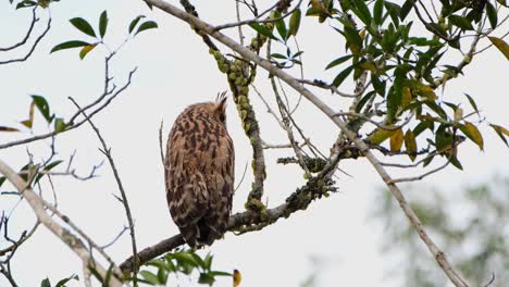 The-nocturnal-Buffy-fish-owl-Ketupa-ketupu-is-resting-on-a-branch-during-daytime,-making-slight-movements-every-now-and-then-while-balancing-its-weight-on-a-tree-inside-Khao-Yai-National-Park