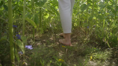 Close-slomo-of-bare-female-feet-walking-through-sunflower-field
