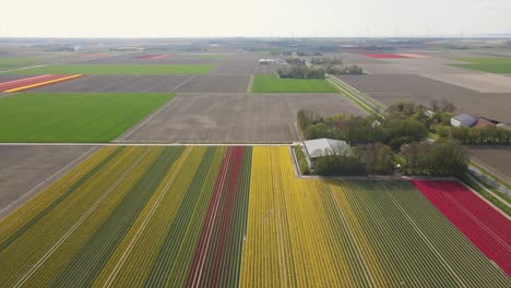 High-overview-of-tulips-field-and-Dutch-agricultural-landscape