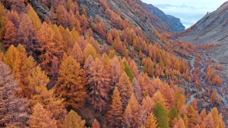 Follaje-De-Otoño-De-Color-Naranja-Brillante-De-Los-árboles-En-La-Ladera-De-La-Montaña,-Valle-De-Aosta