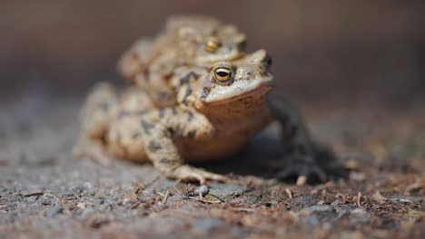 A-close-up-shot-of-a-pair-of-mating-toads