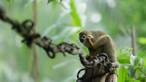 Squirrel-monkey-looks-around,-climbing-in-a-tree,-warm-and-sunny-day,-RED-4K