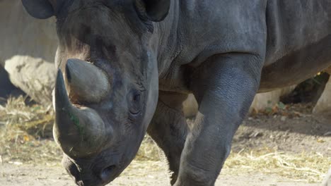 Rhino-walking-around,-horn,-warm-and-sunny-day,-RED-4K