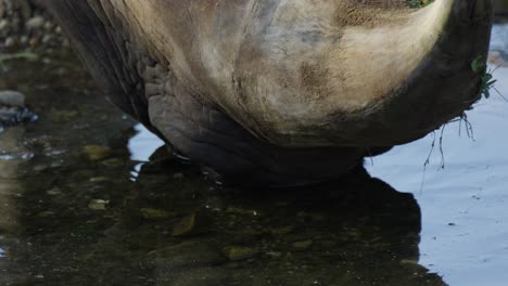 Nashorn-Trinkwasser,-Nahaufnahme-Von-Mund-Und-Zunge,-Wasser,-Warmer-Und-Sonniger-Tag,-Rot-4k