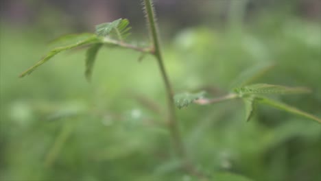 Beautiful-macro-view-of-some-indian-rainforest-plants-with-blurred-background