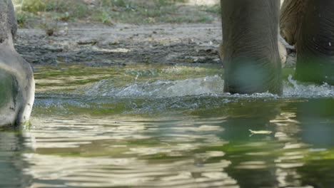 Elefante-Tomando-Un-Baño,-Vida-Silvestre,-Hocico-En-El-Agua,-Rojo-4k