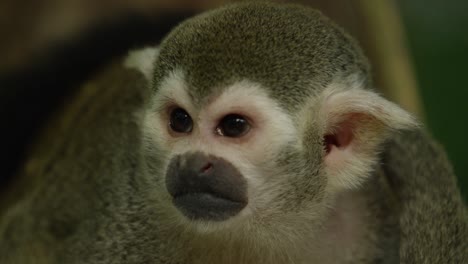 Squirrel-monkey-looks-around,-face-close-up,-warm-and-sunny-day,-RED-4K