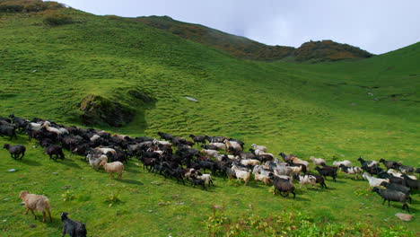 Nepal-landscapes-shot-along-with-sheep-in-group-grazing,-running,-sunny-day-vibe