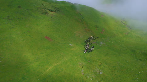 Bird-eye-view-downward-hills-of-Nepal,-sheep-graze-on-green-lands-on-flocks