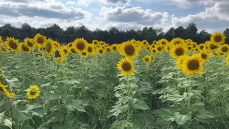 Reihen-Von-Sonnenblumen-Auf-Einem-Bauernhof-An-Einem-Herbsttag