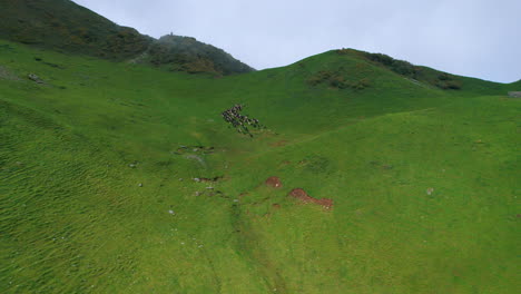 Drohnen-Fliegen-Aus-Wolken,-Den-Grünen-Landschaften-Nepals-Und-Schafherden,-Die-Auf-Hohen-Hügeln-Laufen