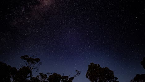 Time-Lapse-of-the-stars-above-the-trees