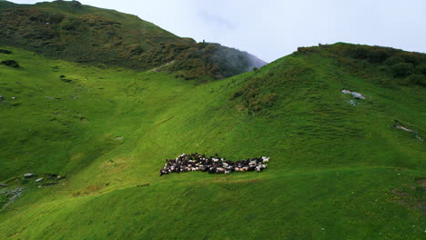Forward-Nepal-drone-shot,-sheep-run-on-green-lands,-high-landscape