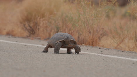 Mojave-Desert-tortoise-crossing-a-road-is-a-threatened-species