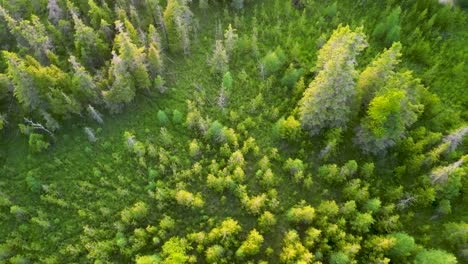 Aerial-flyyover-lush-green-pine-trees-and-grassland-meadow-at-golden-hour,-Michigan