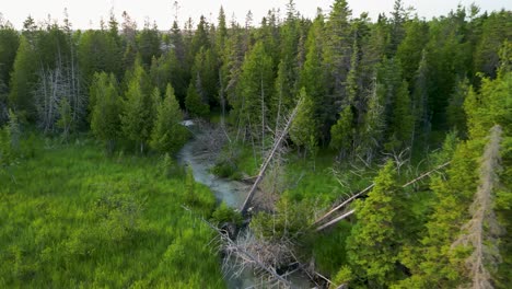Aerial-view-of-stream-and-lush-grassland-with-pine-trees,-Michigan
