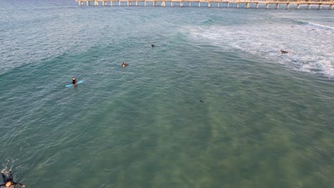 Cachorro-De-Foca-Nadando-En-El-Océano-Con-Surfistas---The-Spit,-Gold-Coast,-Queensland,-Australia