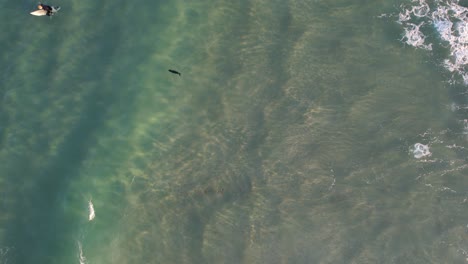 Cría-De-Foca-Y-Surfista-Nadan-En-El-Océano-Cerca-De-Gold-Coast,-Queensland,-Australia---Disparo-De-Drone