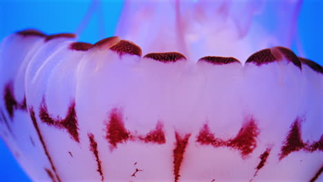 Close-up-of-a-purple-striped-jellyfish