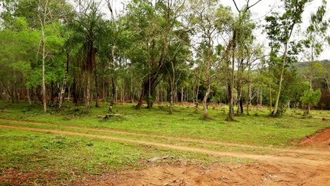 Wunderschöner-Wald-Von-Paraguay,-Der-Derzeit-Für-Immobilien-Abgeholzt-Wird