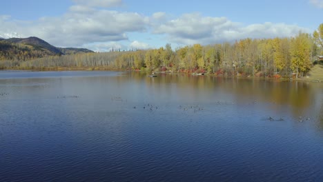 An-orbiting-aerial-drone-shot-of-Canadian-geese-in-Seymour-Lake-in-the-Smithers,-northern-British-Columbia-area-during-the-autumn-months