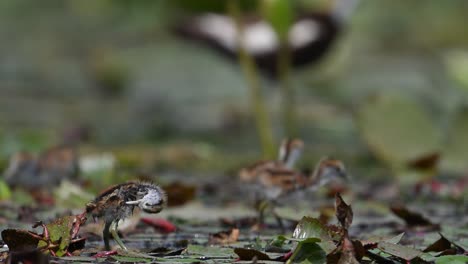 Chicks-of-Pheasant-tailed-Jacana-Feeding-on-Floating-leaf-of-Water-lily