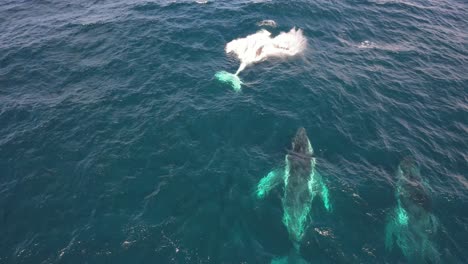 Beautiful-Humpback-Whales,-playful,-breaching-the-waves-of-Australia