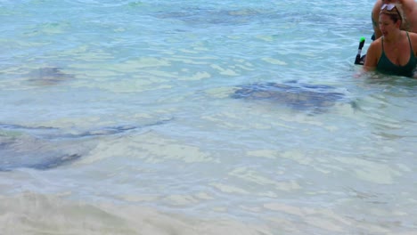 Dies-Ist-Ein-Statisches-Video-Von-Menschen,-Die-Mit-Den-Stachelrochen-Beim-Chat-&#39;n&#39;-Chill-Auf-Exuma-Auf-Den-Bahamas-Schwimmen