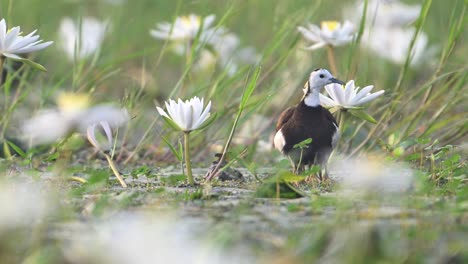 Pheasant-tailed-Jacana-Hiding-Chicks-under-Wings-to-save-them-from-Raptors