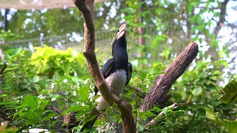 Curious-trumpeter-hornbill,-bycanistes-bucinator-with-distinctive-casque-on-the-bill,-perching-on-tree-branch-surrounded-by-dense-and-lush-vegetations,-wondering-around-the-enclosed-environment