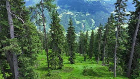 Beautiful-green-valley-of-trees-and-vegetation-at-Wagrainis-Grafenberg,-aerial