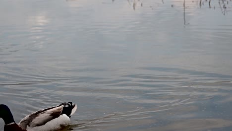 mallard-ducks-near-the-shore-of-the-lake