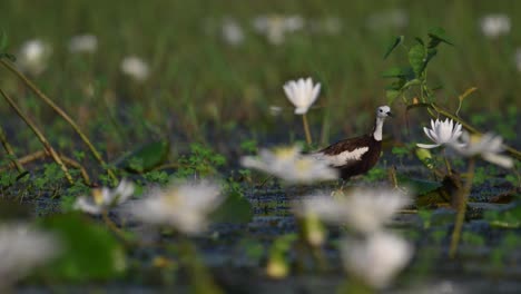 Pheasant-tailed-Jacana-with-Chicks-in-water-lily-Flower