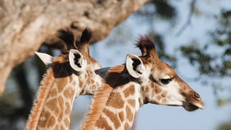 Two-African-Giraffes-Feeding-with-an-Oxpecker-Companion