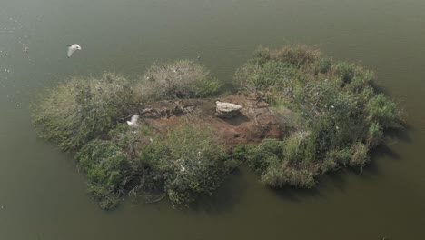 Drone-aerial,-Bird-Island-on-fresh-water-lake-birds-flying-over