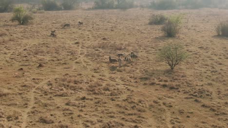 Drone-fly-over-of-a-Zebra-herd-in-the-wild-on-a-winters-morning