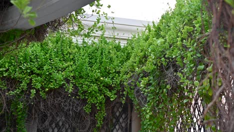 Green-vertical-garden-walls-on-a-beautiful-sunny-day,-backyard-concept