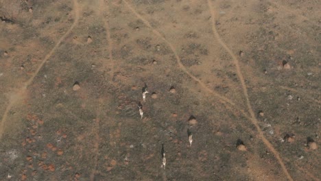 Drone-aerial,-Springbok-Antelopes-walking-on-burnt-veld-in-the-wild