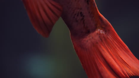 Fish-scales-of-Canary-Rockfish,-macro-closeup