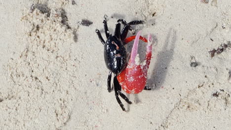 Male-fiddler-crab-on-beach,-crab-with-larger-red-major-claw,-closeup