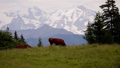 Vaca-Lechera-Con-El-Mont-Blanc-Al-Fondo,-Región-De-Auvernia-Ródano-Alpes