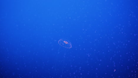Single-crystal-jelly-rising-through-aquarium-against-blue-background